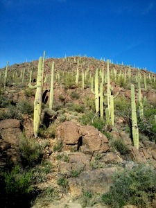 Another cactus forest shot on the Camino de Oesta Trail April 1st