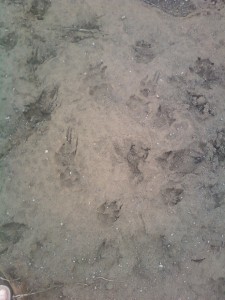 Lake Kachess tracks